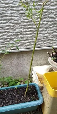 雪白柳葉友禅菊 抜き苗 5株 - メルカリ