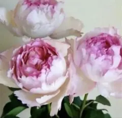 気品ある白】芍薬 波の華 苗 1株 ピンクがかった白 八重咲き ポット