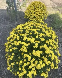 ザル菊　抜き苗3本のサムネイル