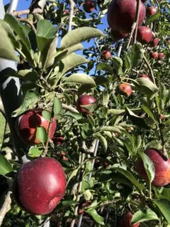 mimi様専用ページ