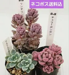 2025年最新】ぼのぼのさん苗 てんてんてまりの人気アイテム