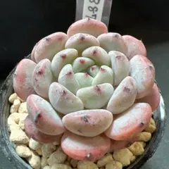 りりころ様 リクエスト 3点 まとめ商品