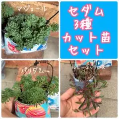 セダムなど 多肉植物 3種 カット苗セット 詰め合わせ