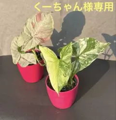 【くーちゃん様専用】【お買い得】シンゴニウム　2苗セット　〜　抜き苗　〜　他