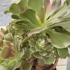 Mariri様 リクエスト 4点 まとめ商品