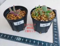 CAAD様 リクエスト 3点 まとめ商品