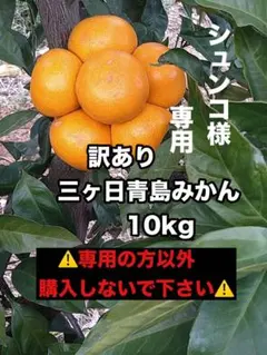 ★シュンコ様★専用 訳あり三ヶ日青島みかん 10kg