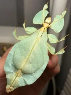 剥製 マレーオオナナフシ 標本 昆虫 - メルカリ