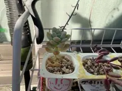 多肉植物 エケベリア　名前なし　買う際はコメントへご連絡下さい。