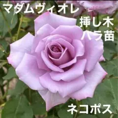 芳香‼️ミニバラ♡ベンムーン♡3号♡2個セット♡ポットごとメルカリ便
