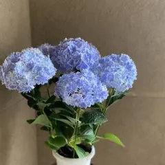 【母の日】紫陽花 万華鏡 8号 バルーン陶器鉢 陶器受け皿セット 植え込み発送 母の日】紫陽花 万華鏡 8号 バルーン陶器鉢 陶器受け皿セット 植え込み