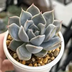 プリンセスティアラ ミックスベリア おらいさん苗 多肉植物 - メルカリ