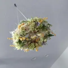 ドライフラワー　アナベルとミモザのフライングリース