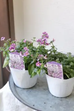 パステルcolor❤︎ネメシア ニモ！【ラズベリーバイカラー】2苗セット