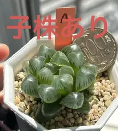 momo様 リクエスト 2点 まとめ商品