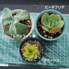 2025年最新】ピーチプリデの人気アイテム - メルカリ