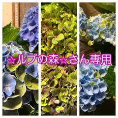 【専用】　アジサイ　リクエストアソート　紫陽花のサムネイル