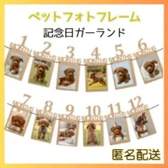 犬　猫　フォト　ガーランド　フレーム　写真　飾り　メモリアル　思い出　ペット