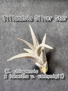Tillandsia 'Tall Velvet' 石火 エアープランツ - メルカリ