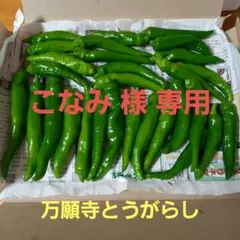 新鮮 野菜 万願寺 とうがらし NO.3〔限定商品〕