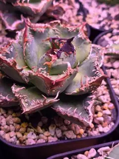 2026年最新】冰雹 アガベの人気アイテム - メルカリ