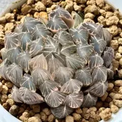 多肉植物 ハオルチア 氷天使錦 - メルカリ