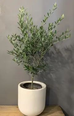 ストレリチア ノンリーフ ユンケア 陶器鉢仕立て【Premium Plants