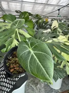 秦野興毅様 アロカシア ヴェノム&クプレア 2024/10/30 | Hana.Green.Works 観葉植物専門店