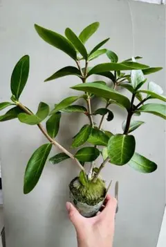 2025年最新】ヒドノフィツムの人気アイテム - メルカリ