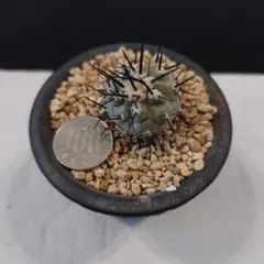 2025年最新】黒王丸 カキコの人気アイテム - メルカリ