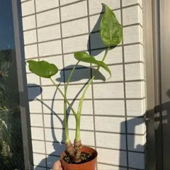 2025年最新】クワズイモの人気アイテム - メルカリ