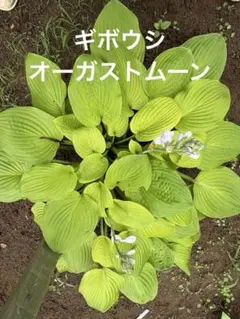 ギョリュウバイ スリムで高さあり - メルカリ