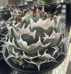 2025年最新】スパチタの人気アイテム - メルカリ