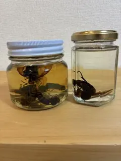 2026年最新】スズメバチ焼酎の人気アイテム - メルカリ