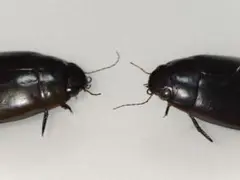 ナンベイオオチャバネゴキブリ（マンモスゴキブリ） - メルカリ