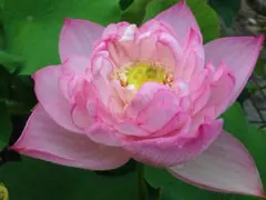 【ラブまま様】粉松球②、菊花粉②、喜上眉梢④