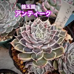 多肉植物（錦玉園さん）アンティーク　葉挿し苗②のサムネイル
