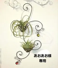 ワイヤーハンギングセット✿多肉寄せ植え✿そのまま飾れます - メルカリ