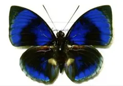 2025年最新】アグリアス 蝶 の人気アイテム - メルカリ