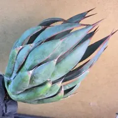 アガベ チタノタ 氷山 大株 白中斑 極白 特選極上大株 - メルカリ