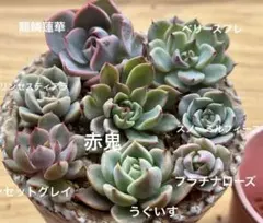 2026年最新】おらいさん苗 赤鬼の人気アイテム - メルカリ