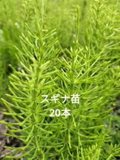 kumiimk様 リクエスト 2点 まとめ商品