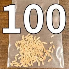 種子 100粒 象牙宮 パキポディウム グラキリス 塊根植物のサムネイル