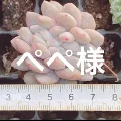 ぺぺ様 リクエスト 5点 まとめ商品