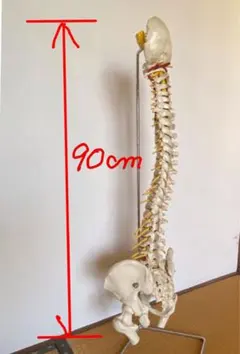 3B Smart Anatomy 脊柱可動型モデル 大腿骨付 - メルカリ