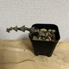 セロペギアボッセリのサムネイル