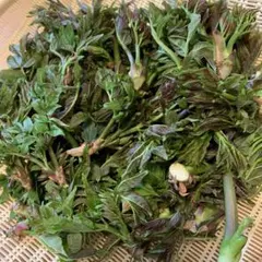 新鮮、無農薬タラの芽のサムネイル