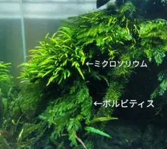 2026年最新】ボルビティスの人気アイテム - メルカリ