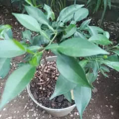 釈迦頭 苗 苗木 熱帯果樹 観葉植物 土日発送(1) - メルカリ