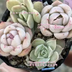 多肉植物 セット 小苗 実生苗 葉挿し苗 エケベリア他